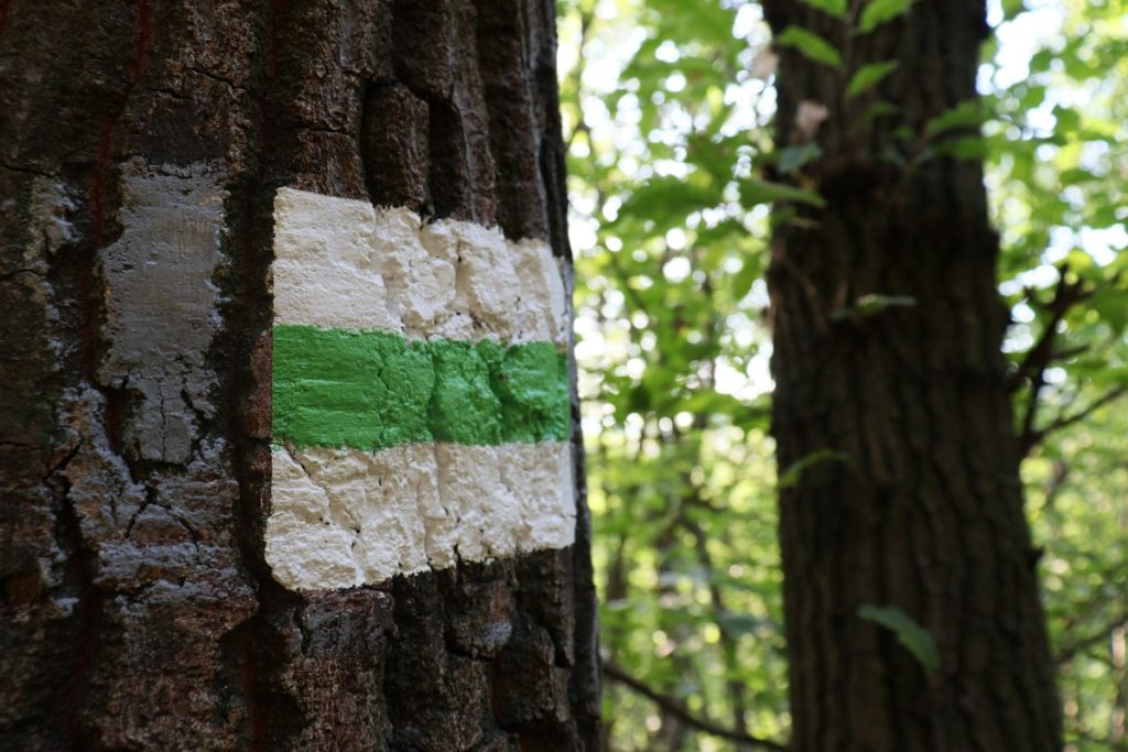 A tree trunk marked with a painted green waymark stripe