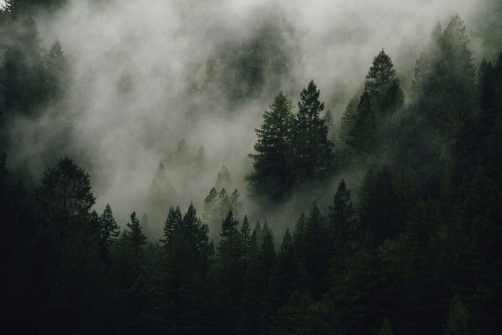 Pine trees disappearing into morning fog